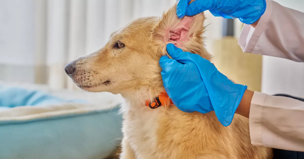 Big Fix Clinic Price List