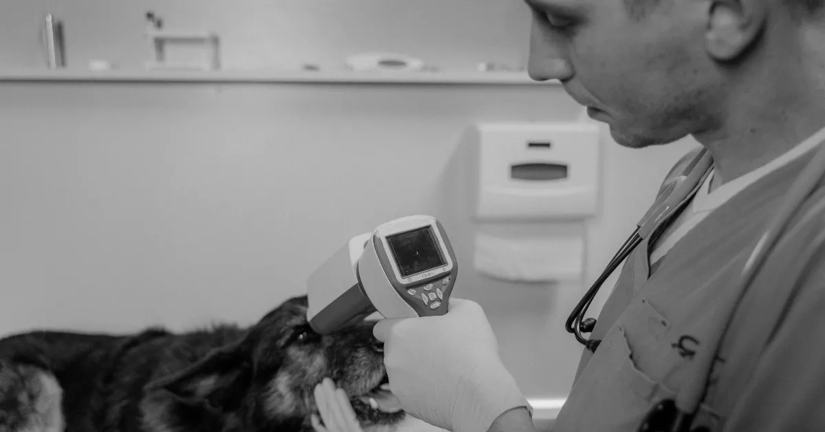 Companion Pet Clinic Price List