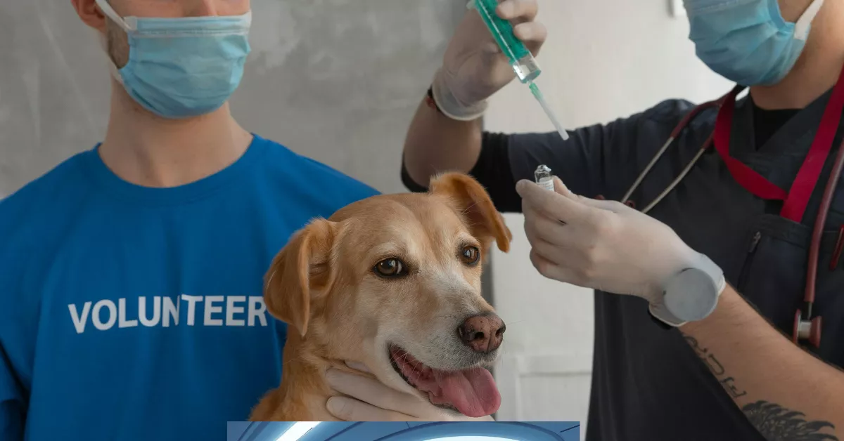 Jollyes Pet Clinic Price List