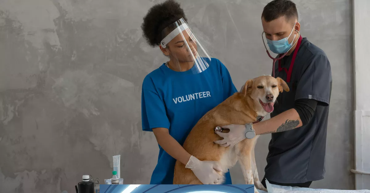 Noah’s Ark Animal Clinic Prices