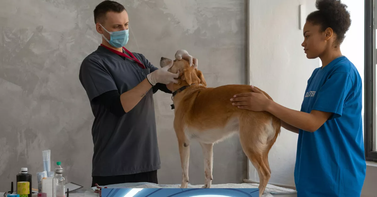 Pet Vet Clinic Prices