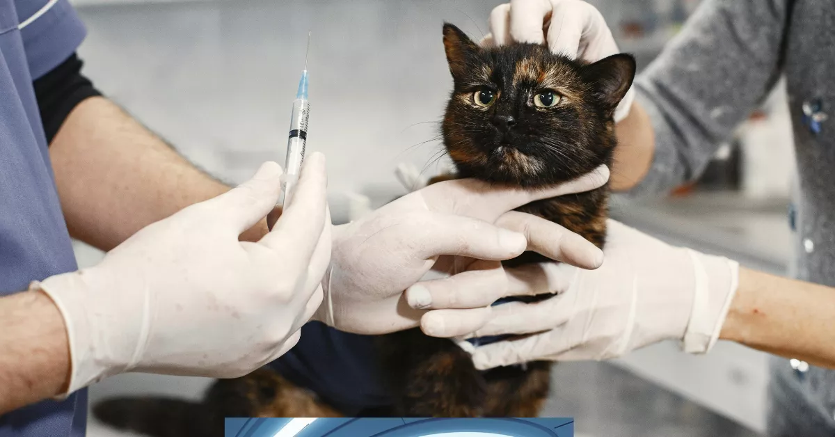 PetWell Clinic Prices